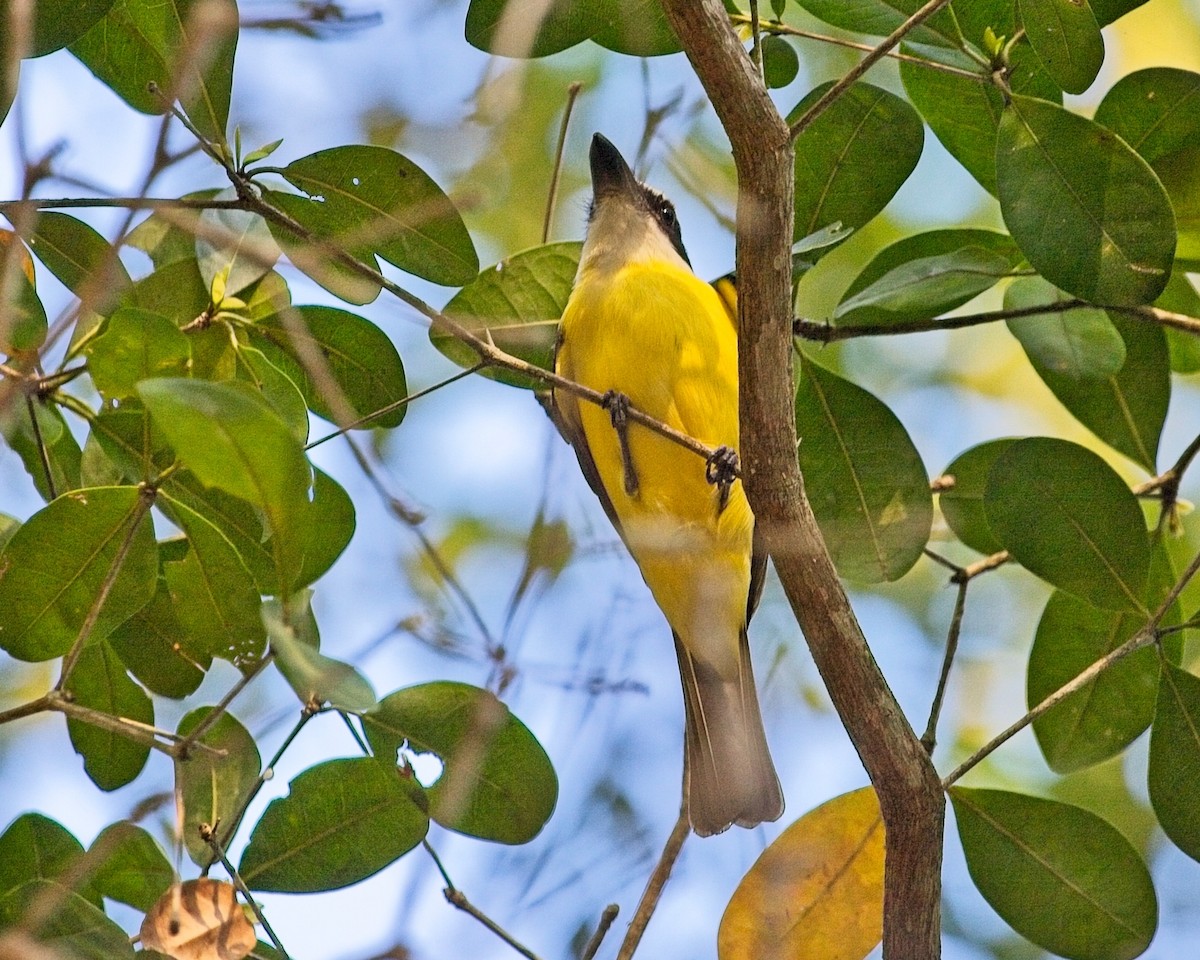 Boat-billed Flycatcher - ML645113457