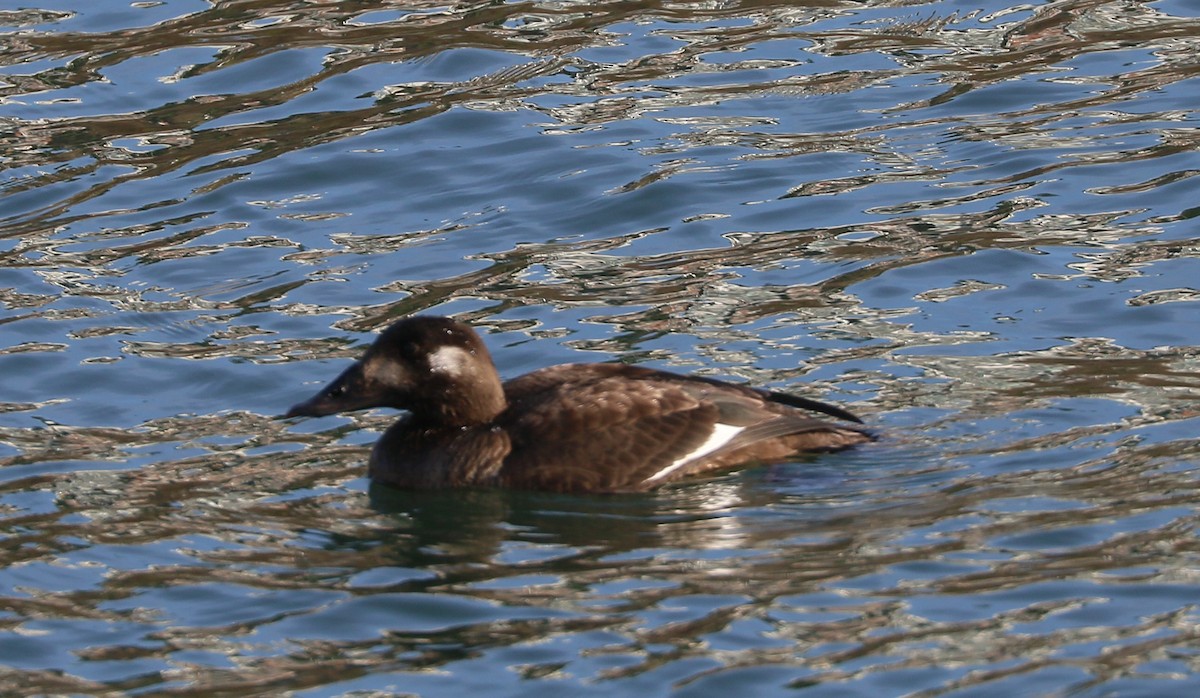 White-winged Scoter - ML645113470