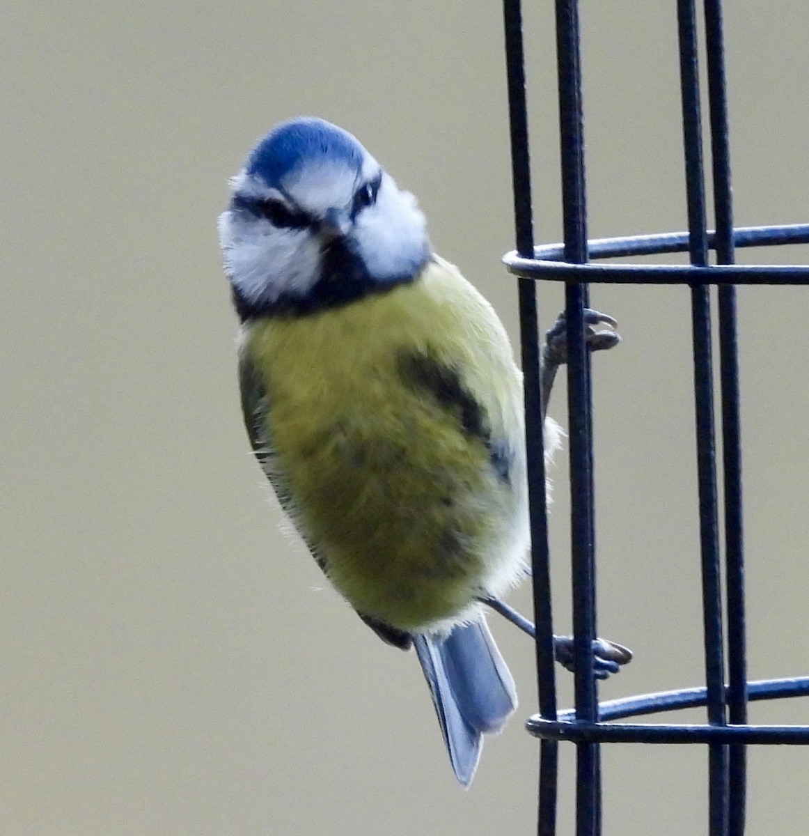 Eurasian Blue Tit - ML645113499