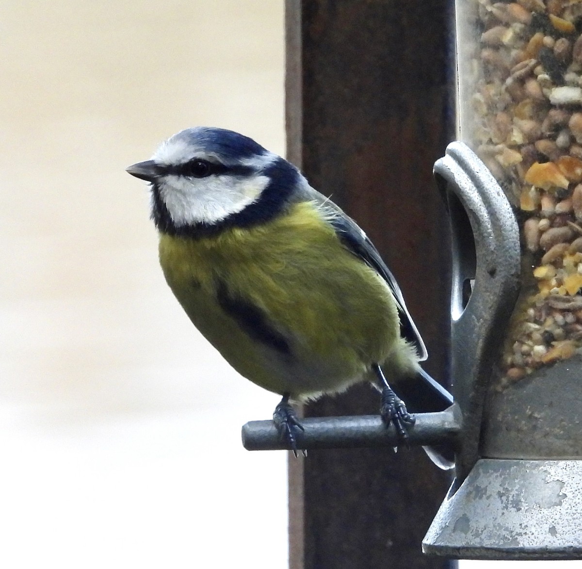Eurasian Blue Tit - ML645113500