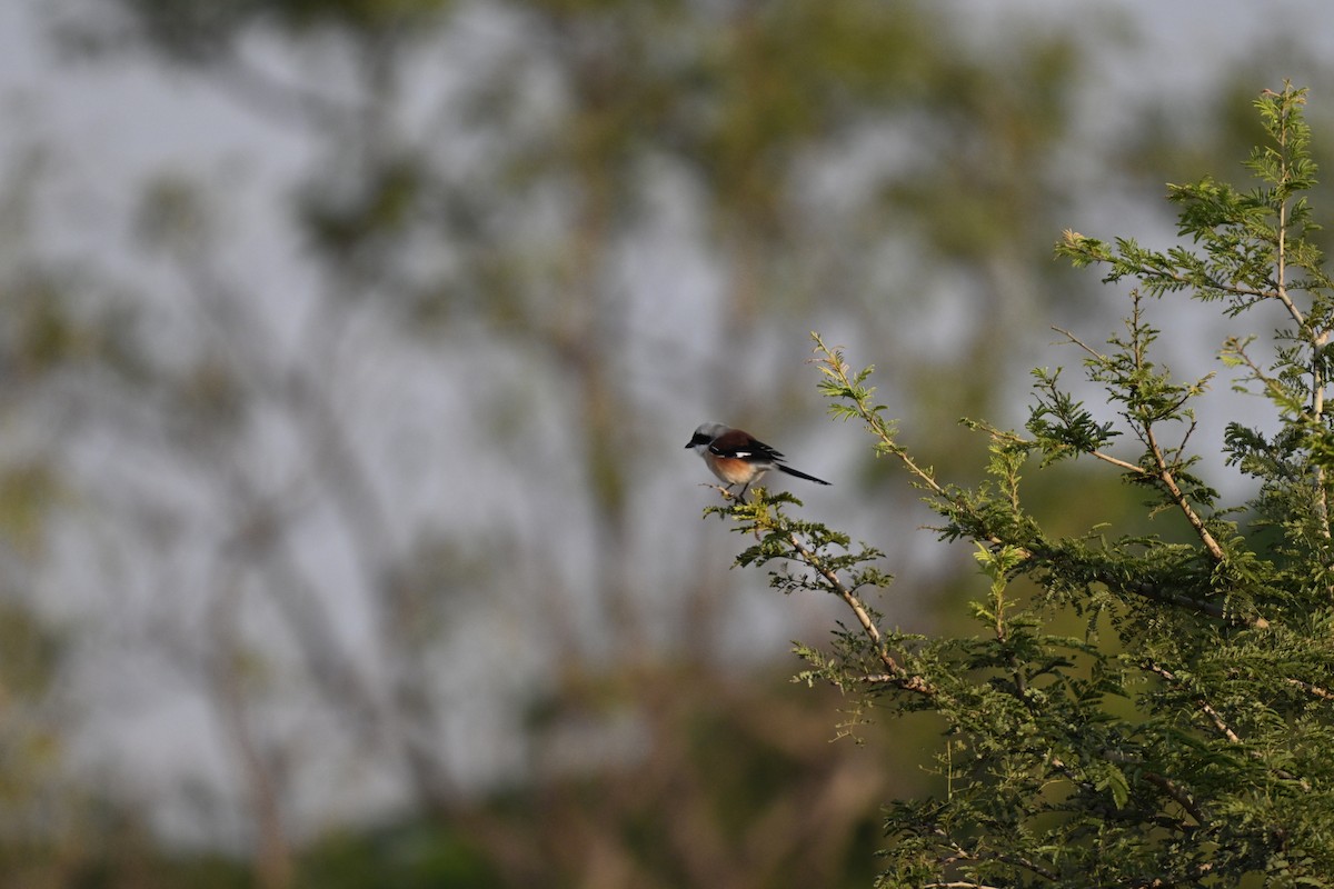 Pie-grièche à bandeau - ML645113509