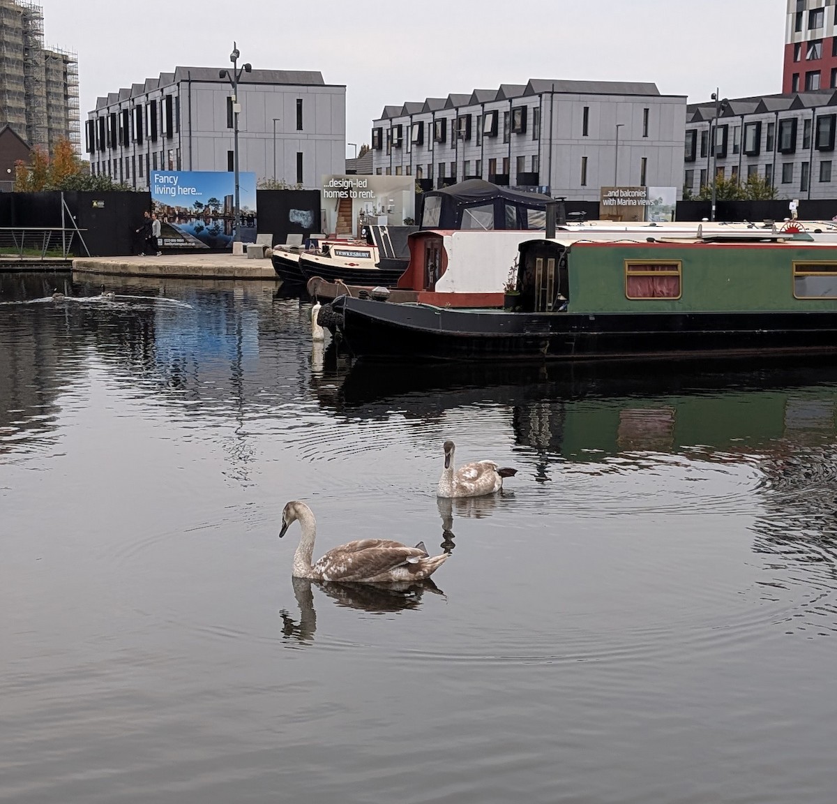 Лебідь-шипун - ML645113524