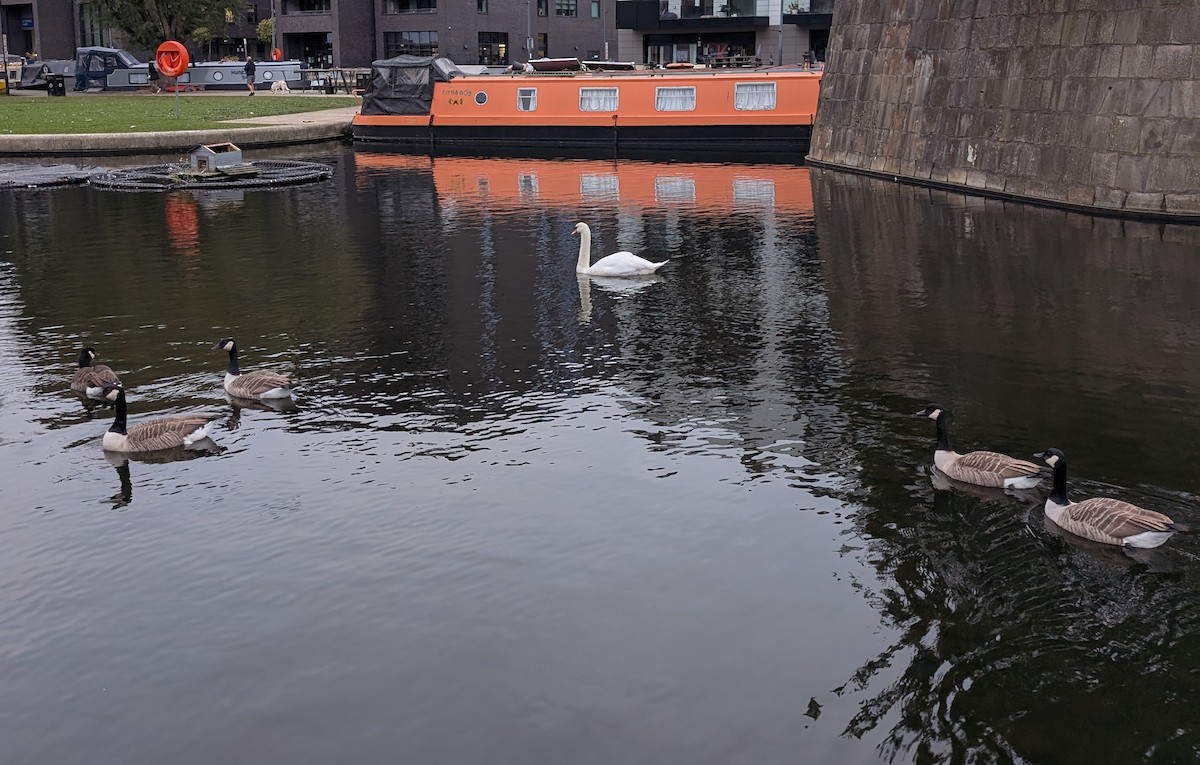 berneška velká - ML645113527