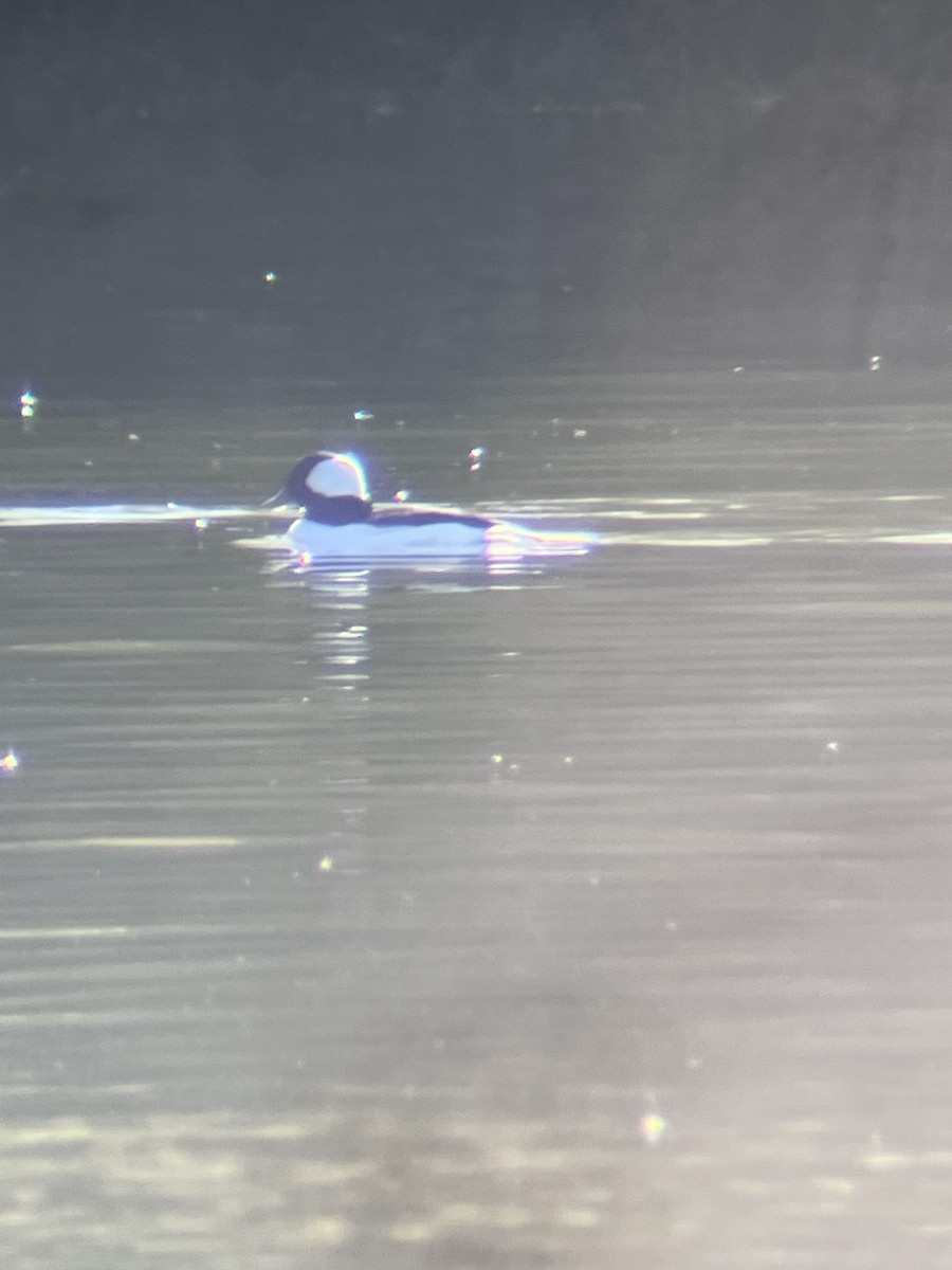 Bufflehead - ML645113530