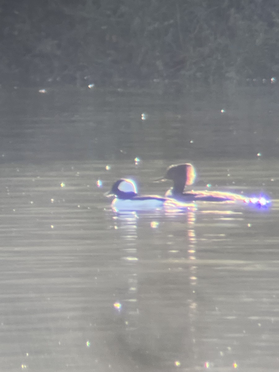 Bufflehead - ML645113531