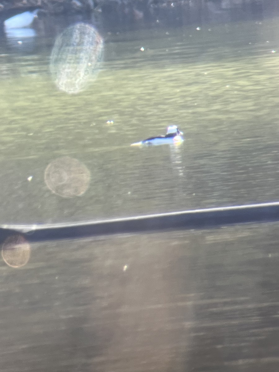 Bufflehead - ML645113532