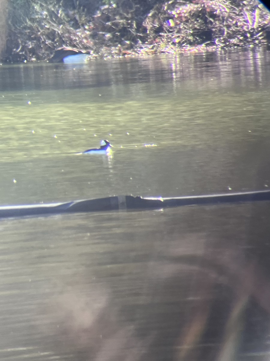 Bufflehead - ML645113533