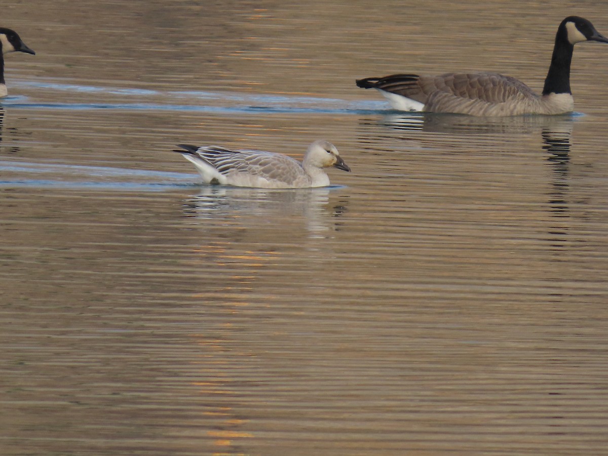 Snow Goose - ML645113549