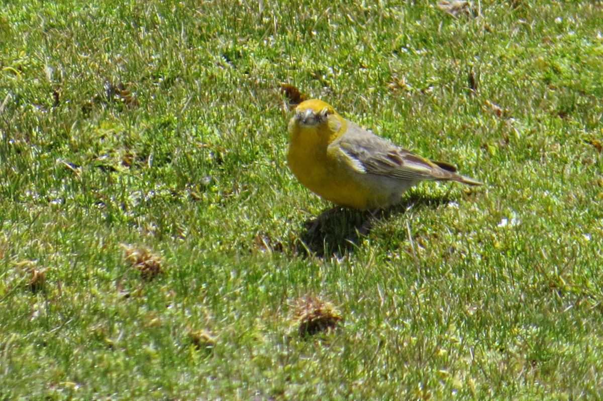 キゴシキンノジコ - ML645113556