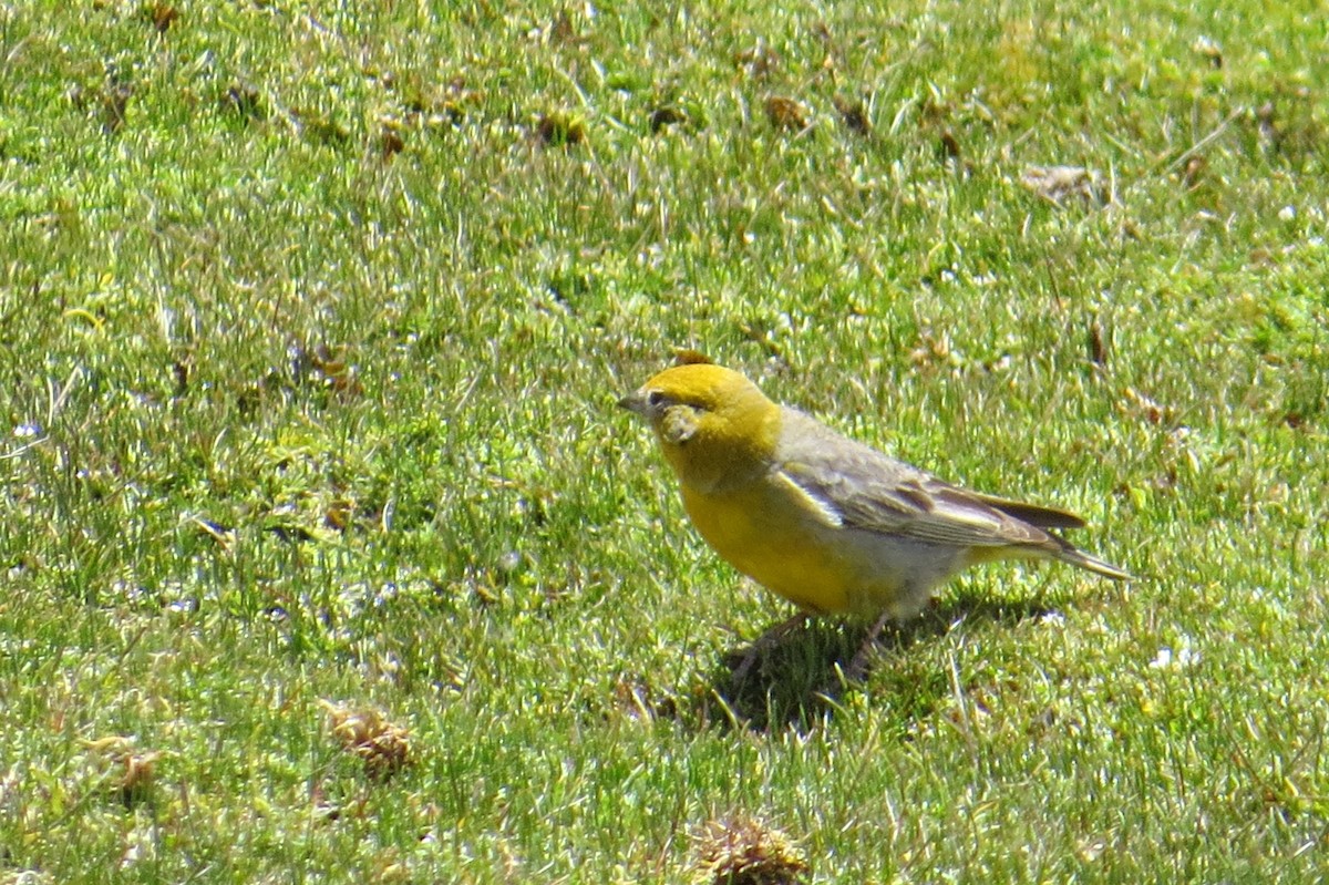 キゴシキンノジコ - ML645113557