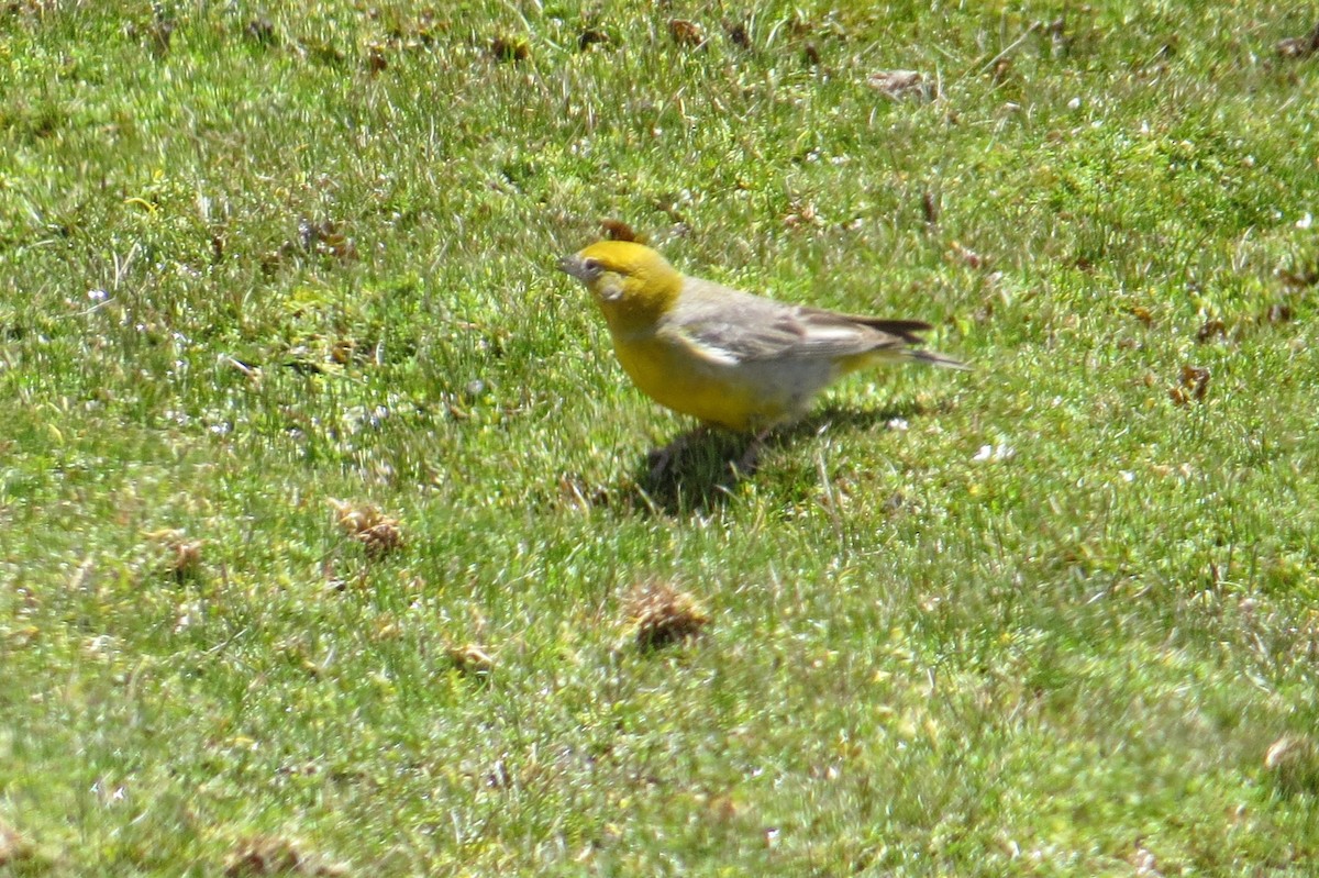 キゴシキンノジコ - ML645113558