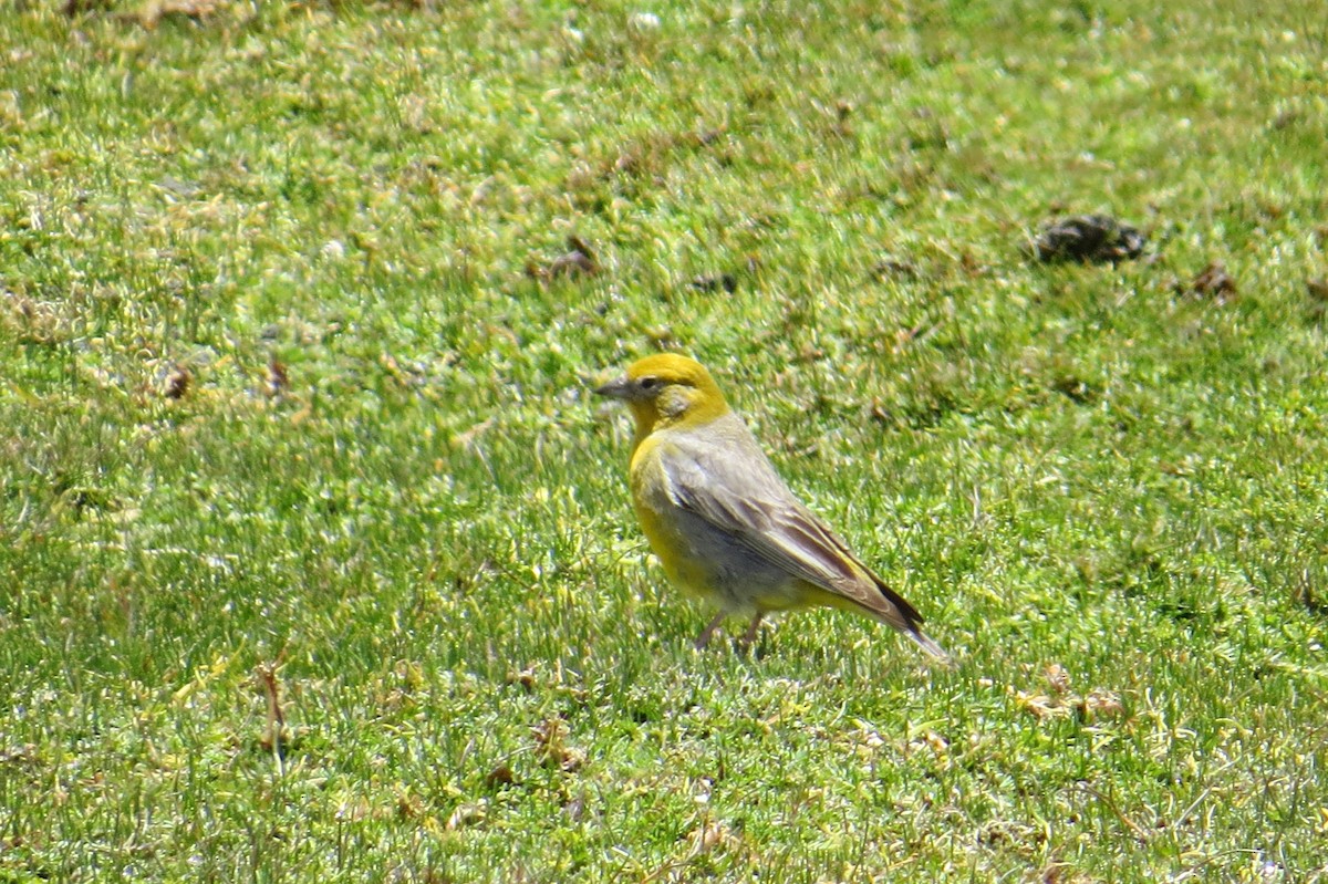 キゴシキンノジコ - ML645113559