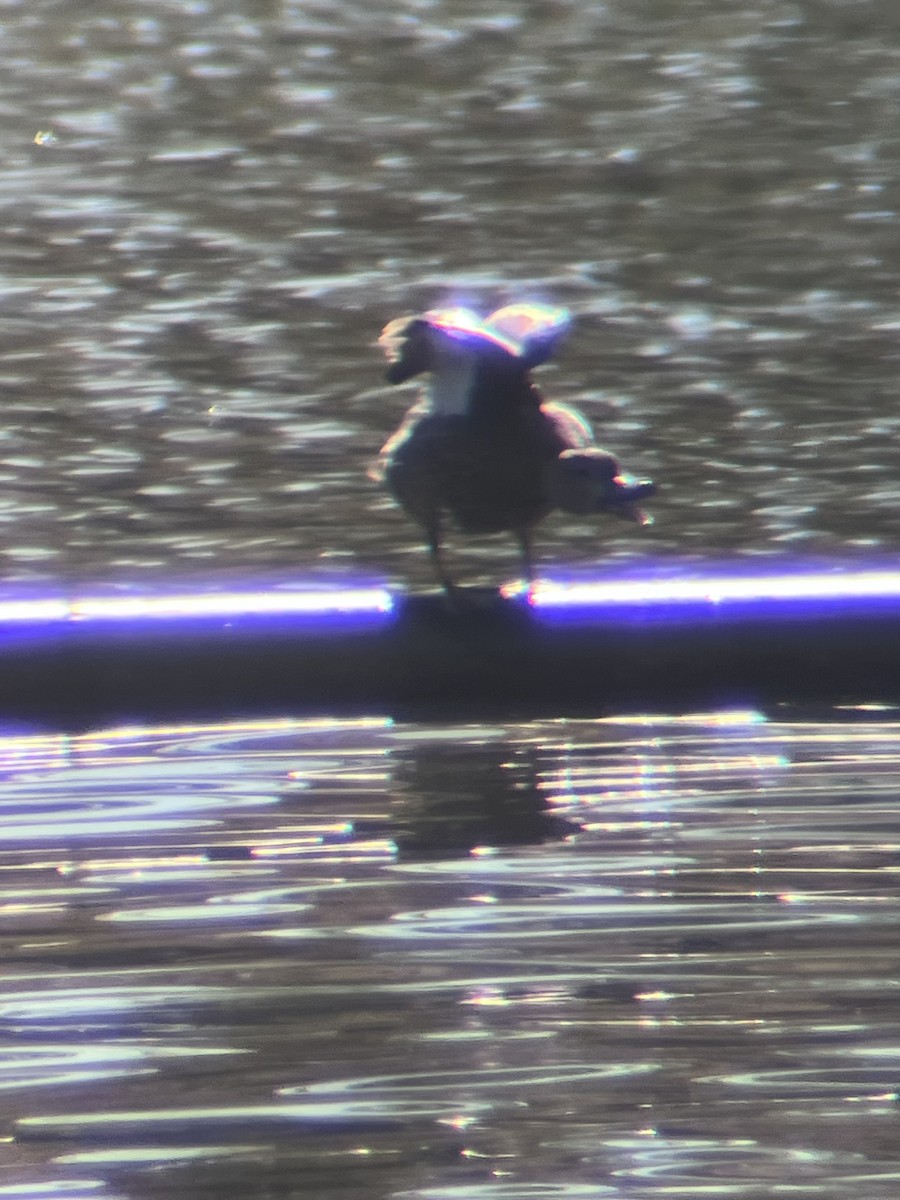 Blue-winged Teal - ML645113588