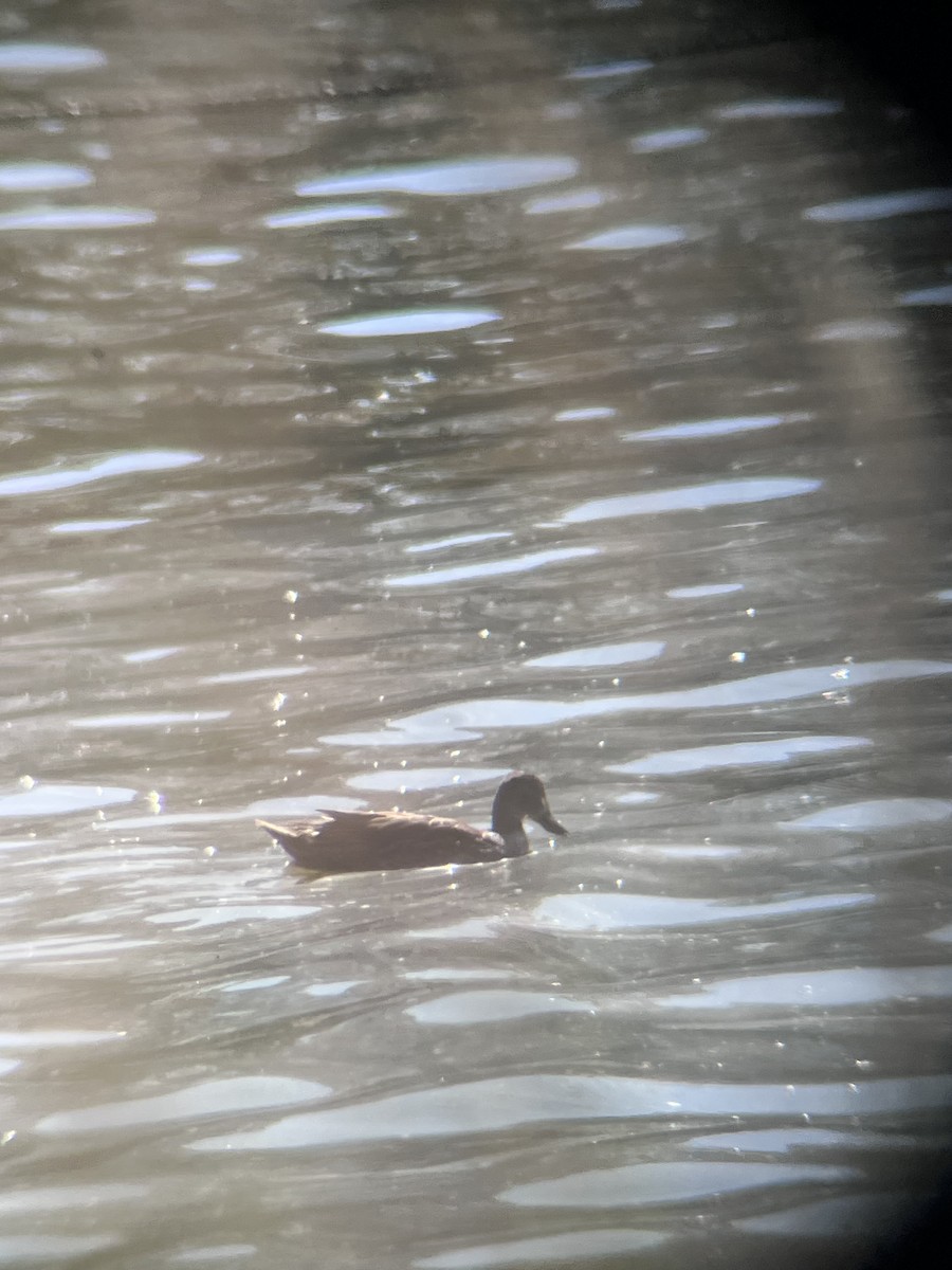 Blue-winged Teal - ML645113589