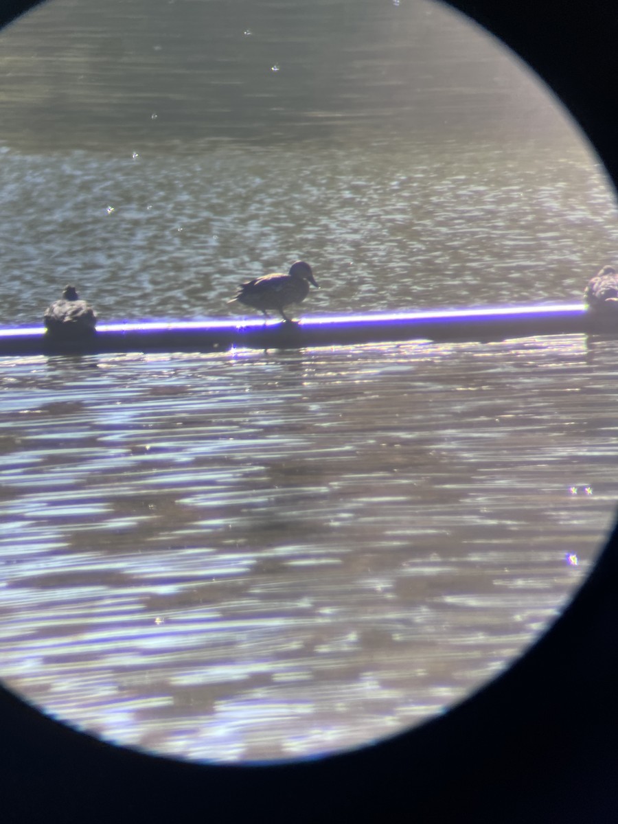 Blue-winged Teal - ML645113590