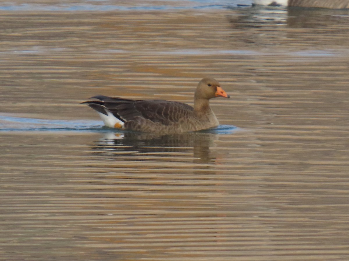 Greater White-fronted Goose - ML645113592