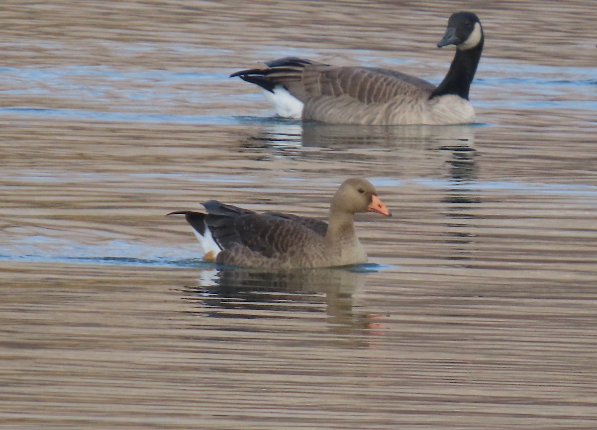 Greater White-fronted Goose - ML645113596