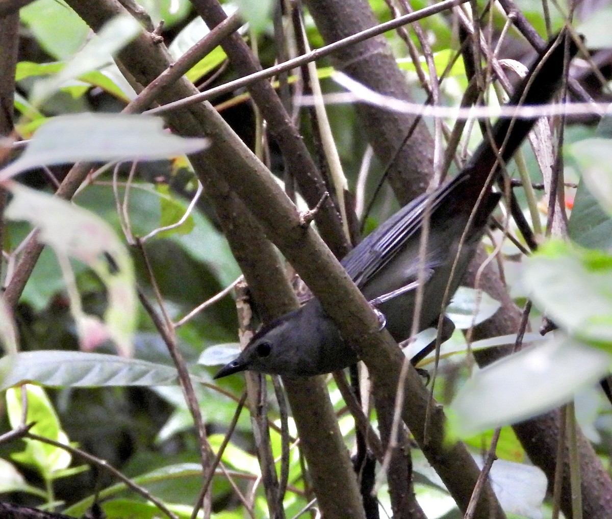 Gray Catbird - ML645113612