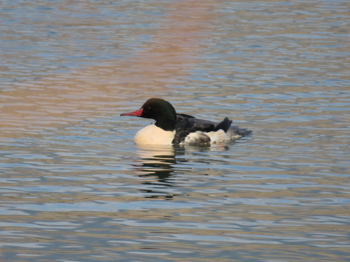Common Merganser - ML645113614