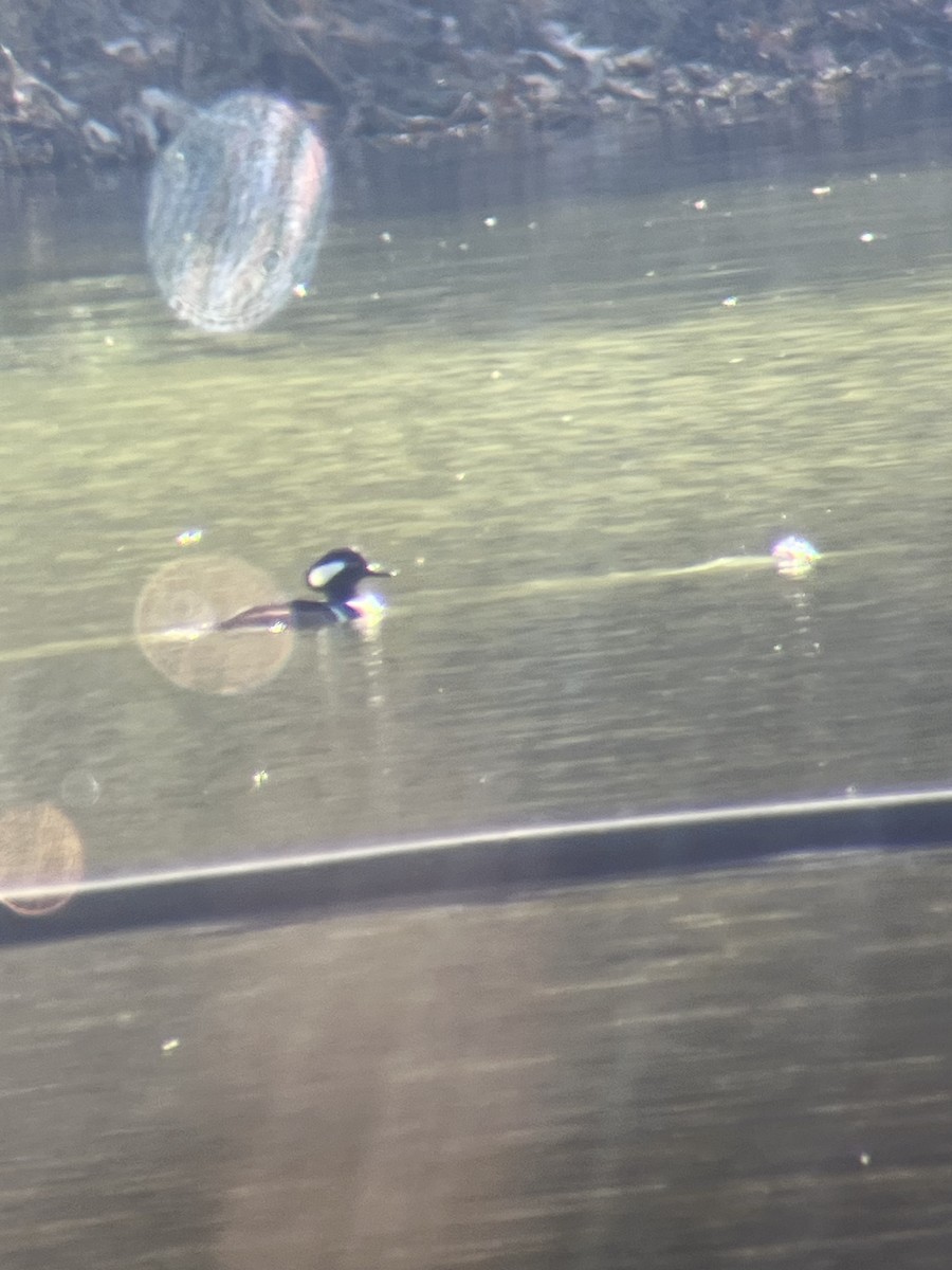 Hooded Merganser - ML645113617