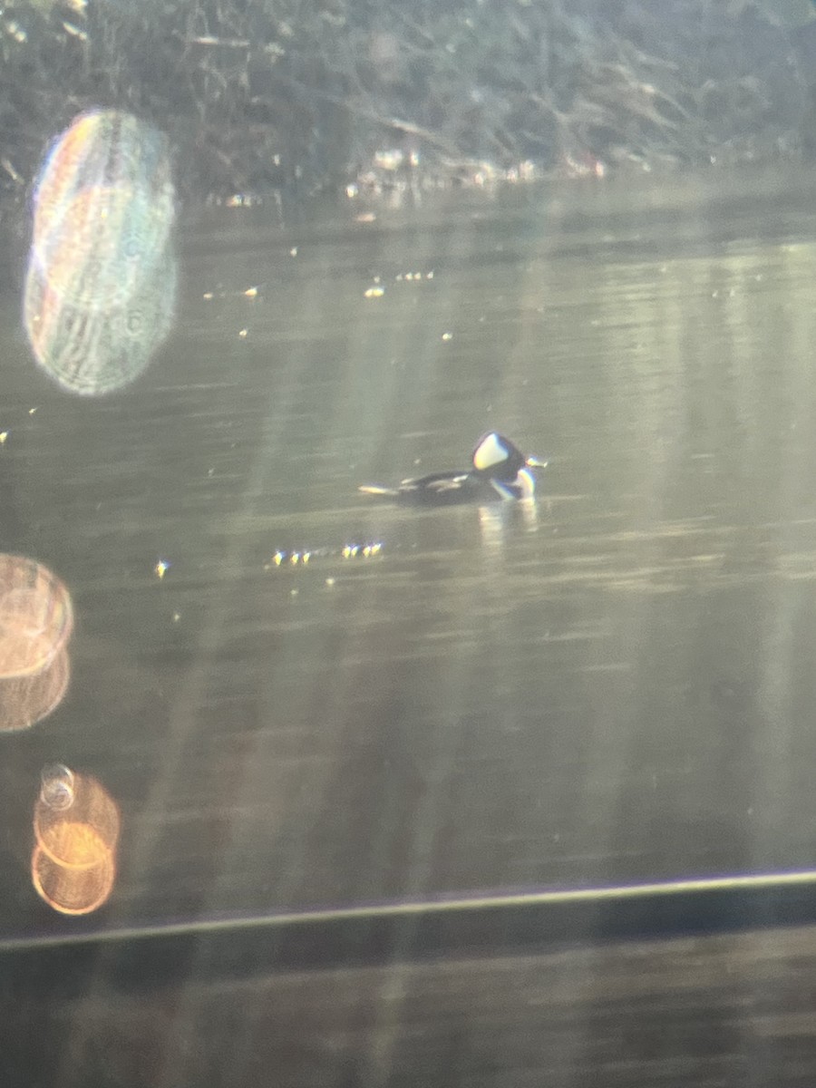 Hooded Merganser - ML645113618