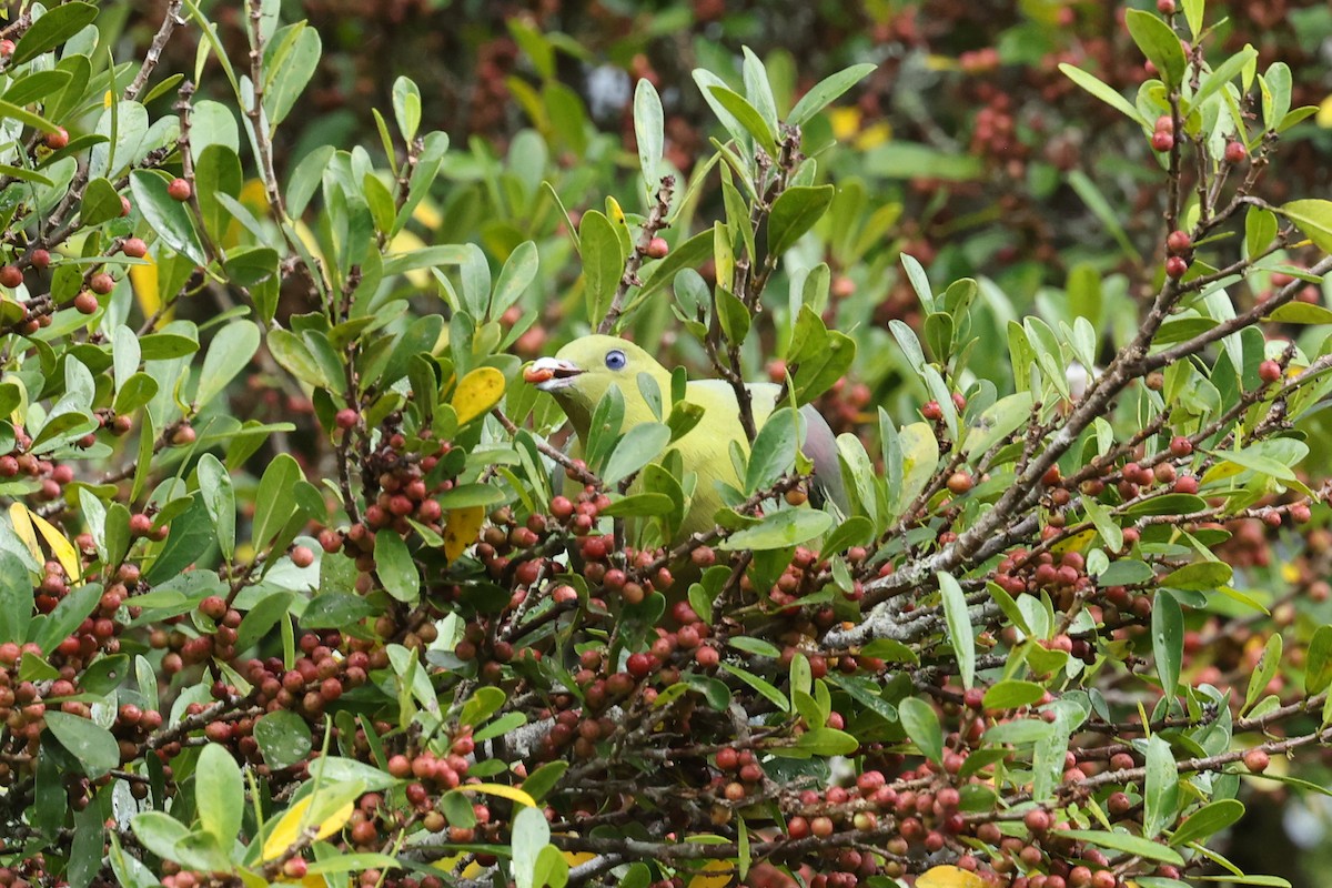 マダガスカルアオバト - ML645113620