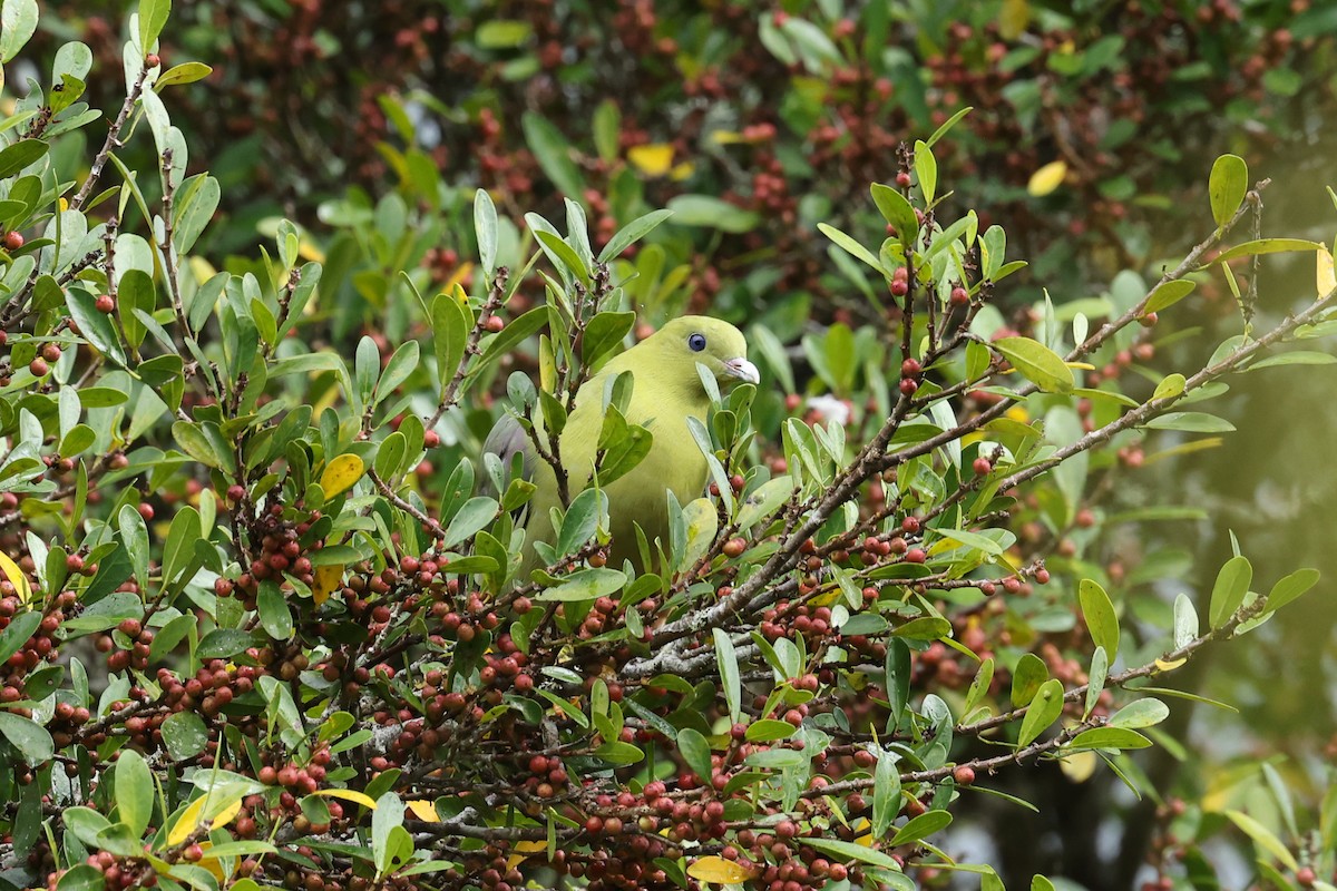 マダガスカルアオバト - ML645113621