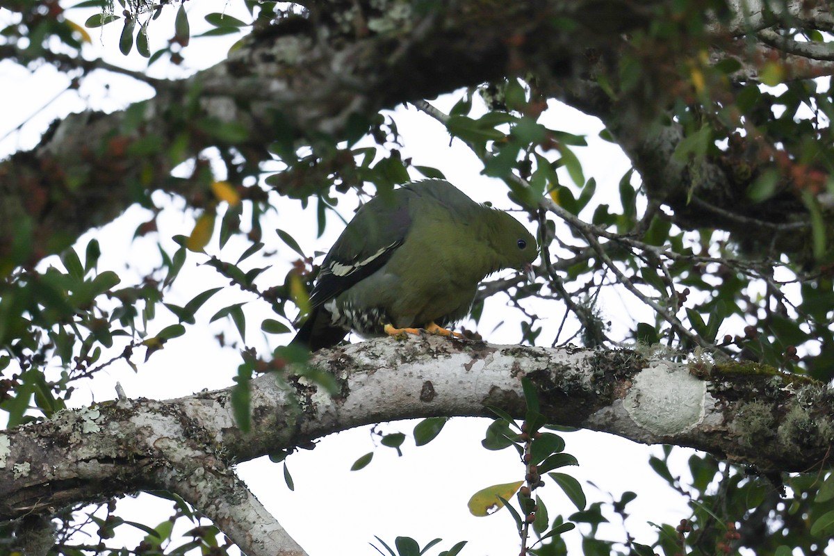 マダガスカルアオバト - ML645113622