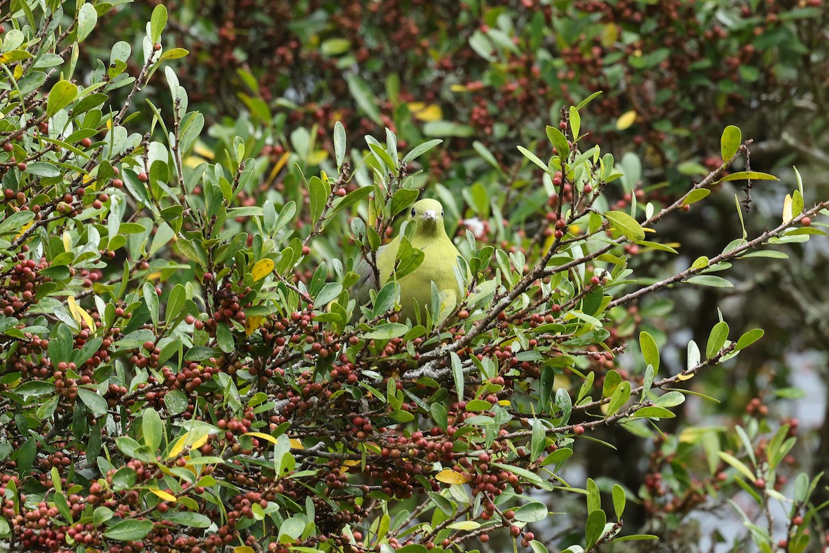 マダガスカルアオバト - ML645113624