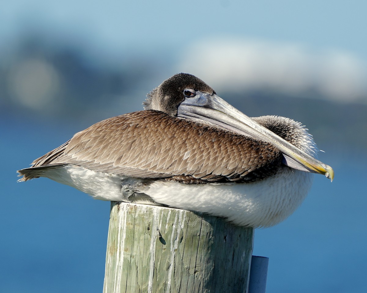 Brown Pelican - ML645113626