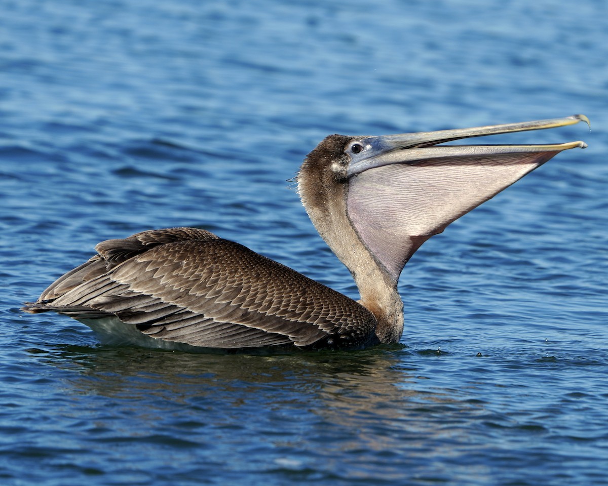 Brown Pelican - ML645113627