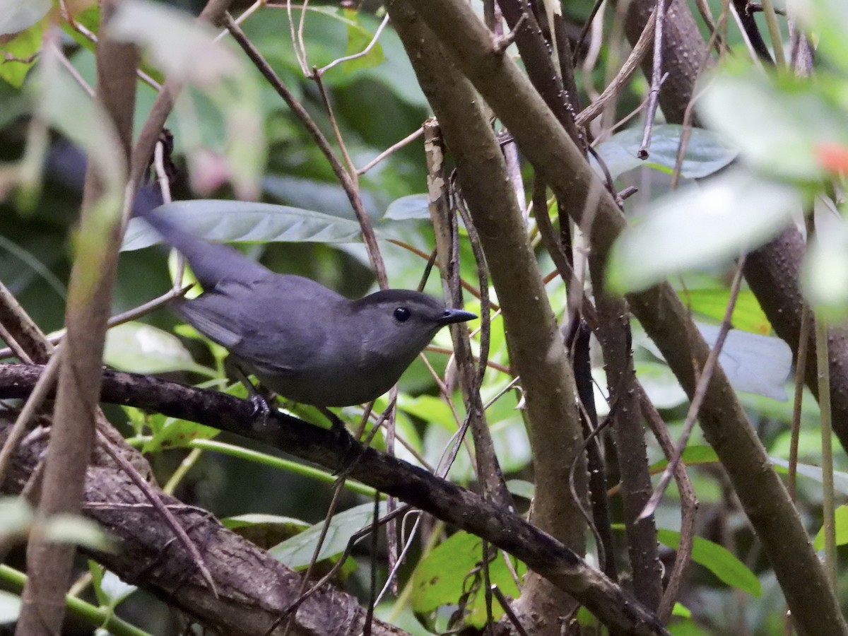 Gray Catbird - ML645113628