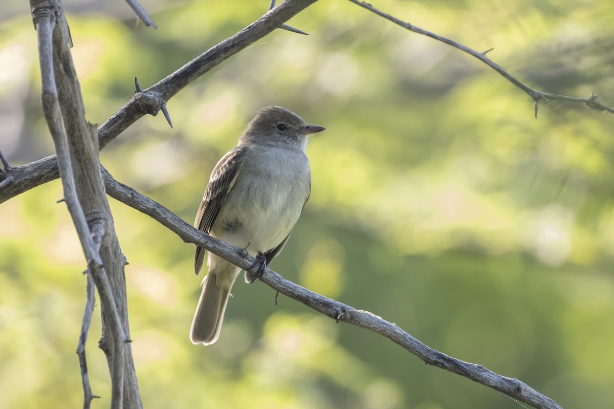 Caribbean Elaenia - ML645113640