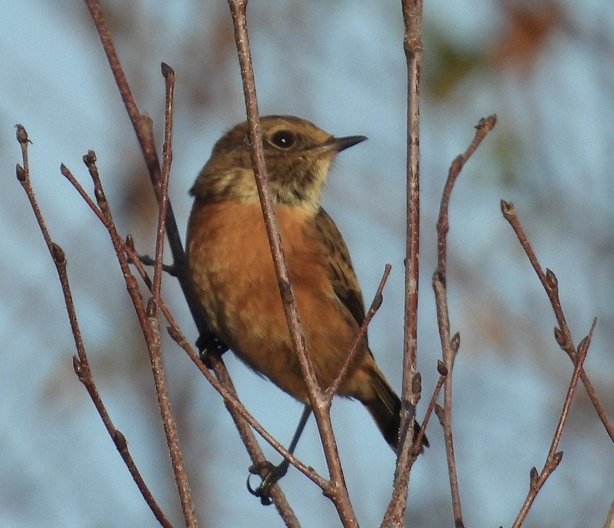 European Stonechat - ML645113652