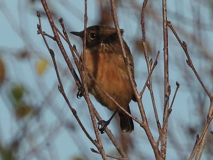 European Stonechat - ML645113653