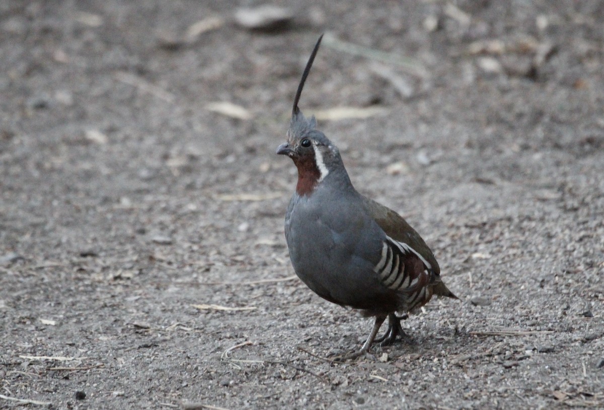 Mountain Quail - ML645113663