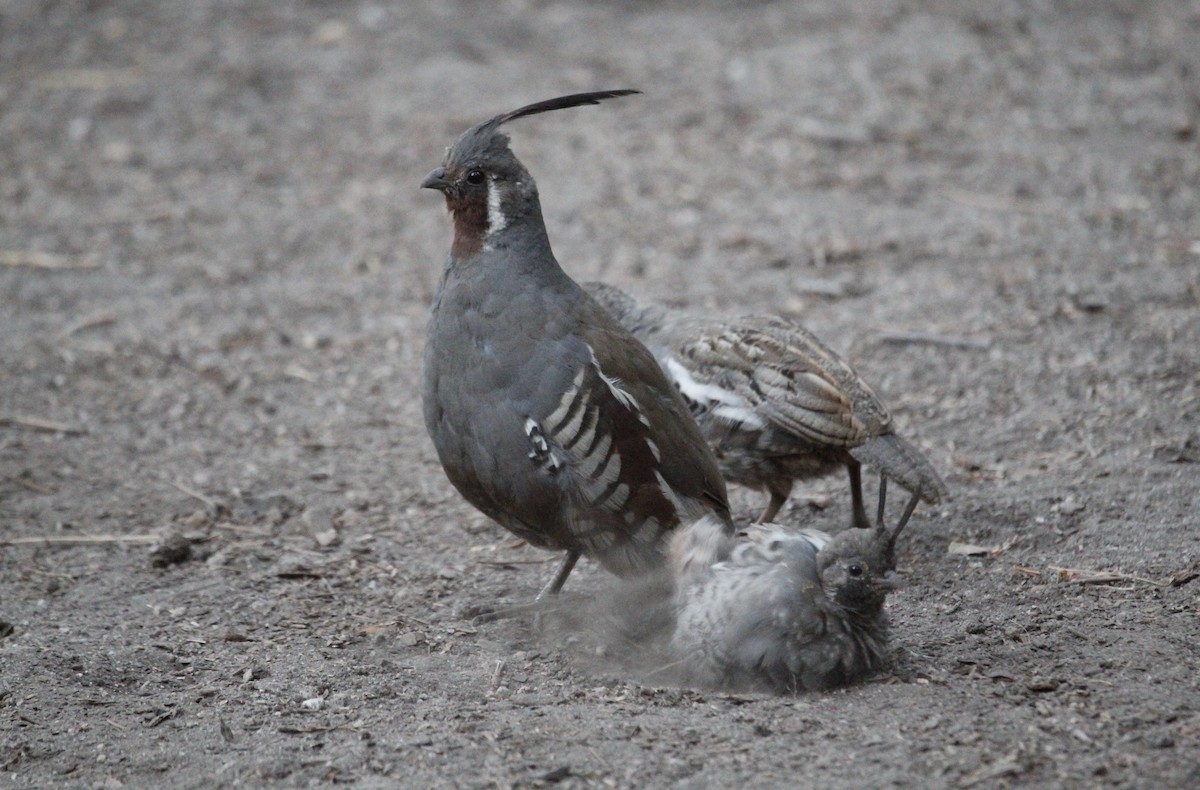 Mountain Quail - ML645113664