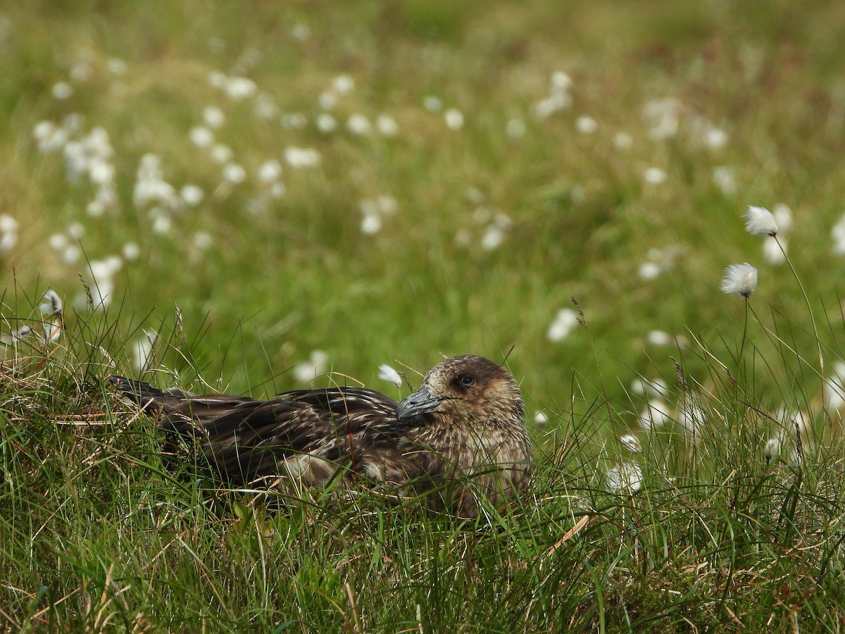 Great Skua - ML645113671