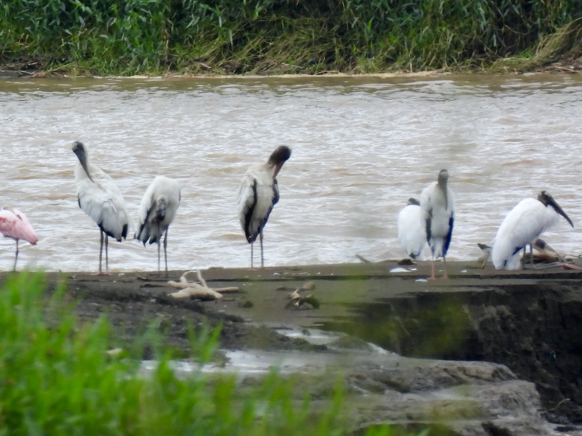 Wood Stork - ML645113679
