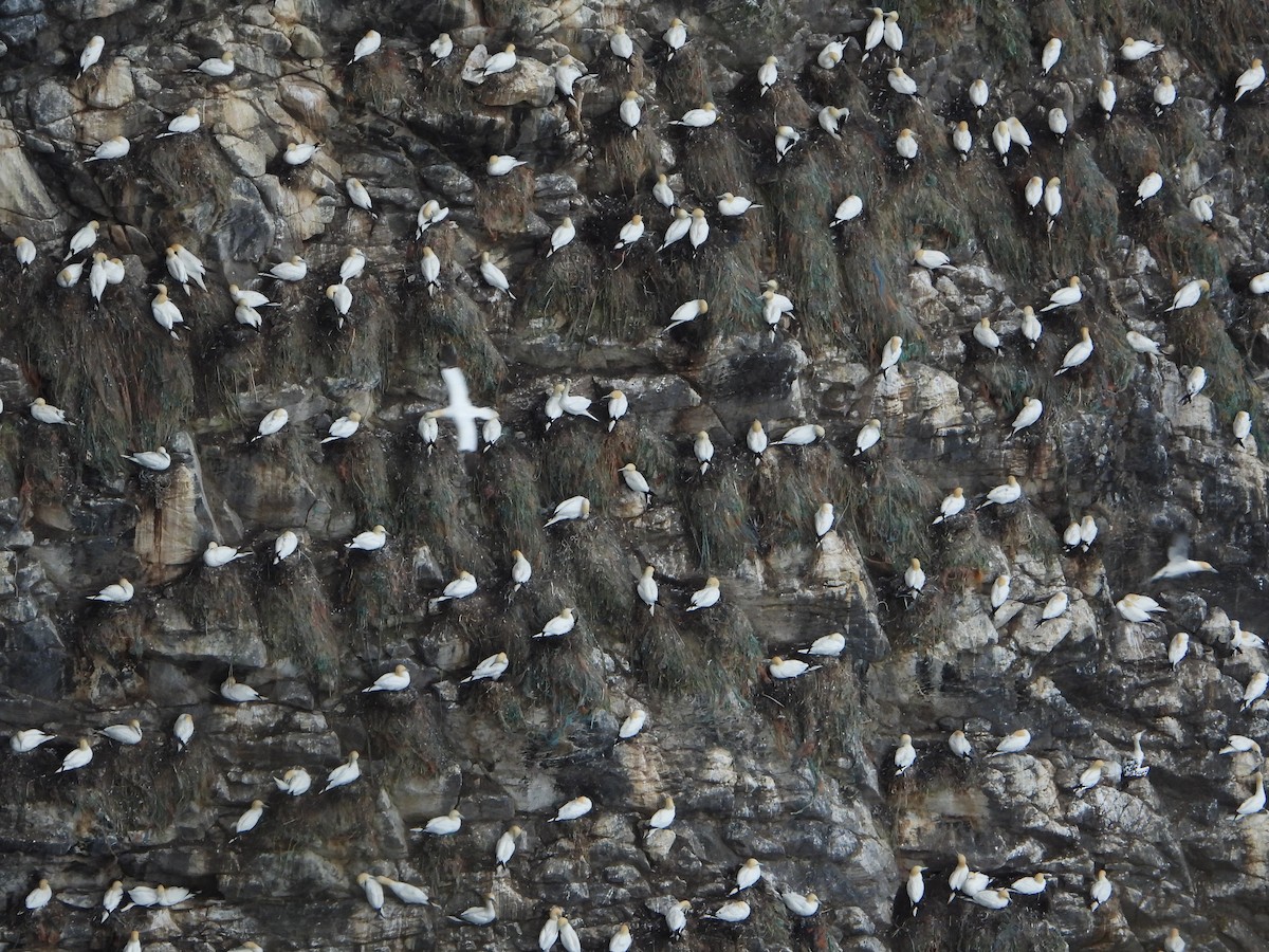 Northern Gannet - ML645113680