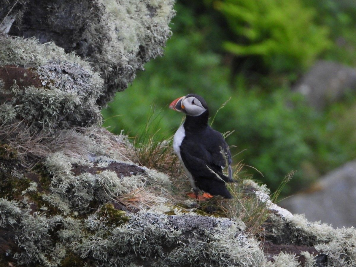 Atlantic Puffin - ML645113699