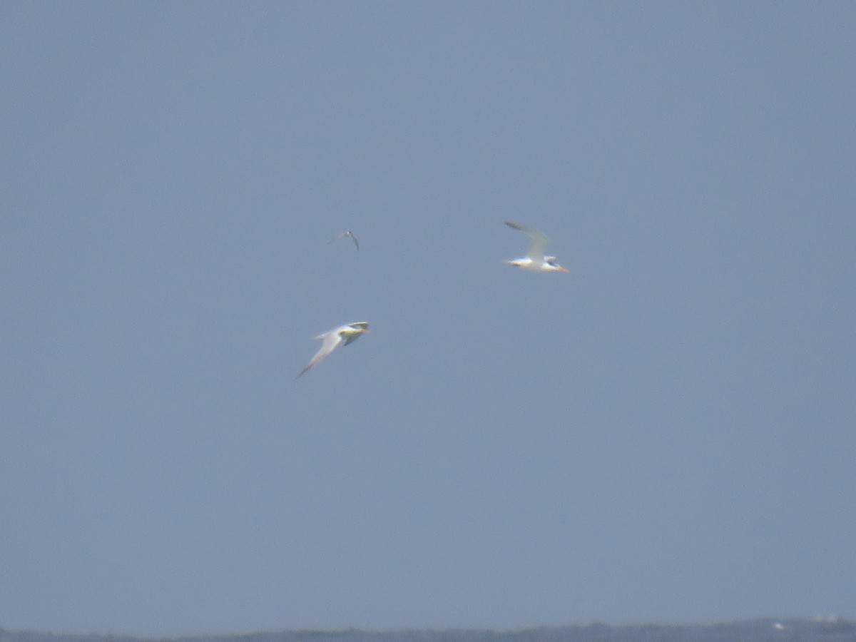 アフリカオオアジサシ - ML645113705