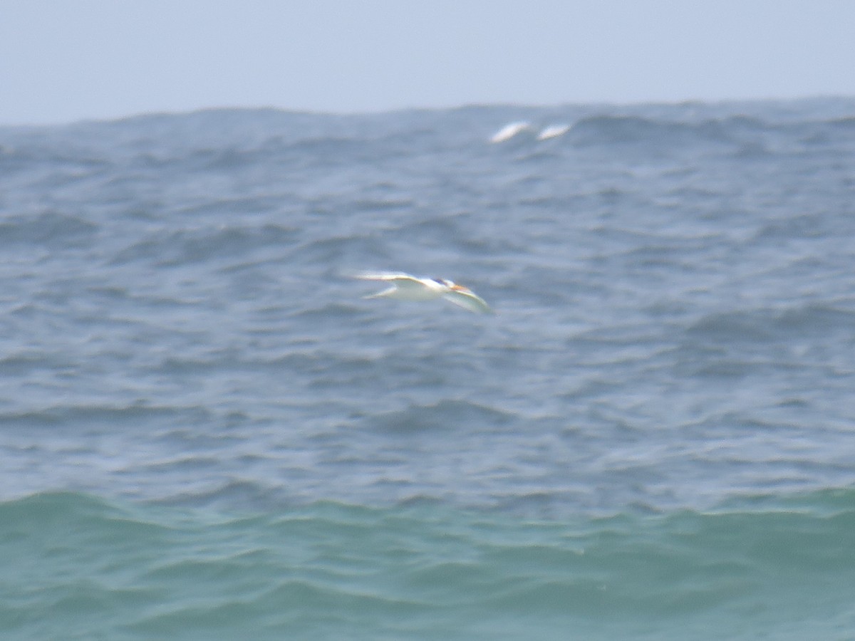 アフリカオオアジサシ - ML645113706