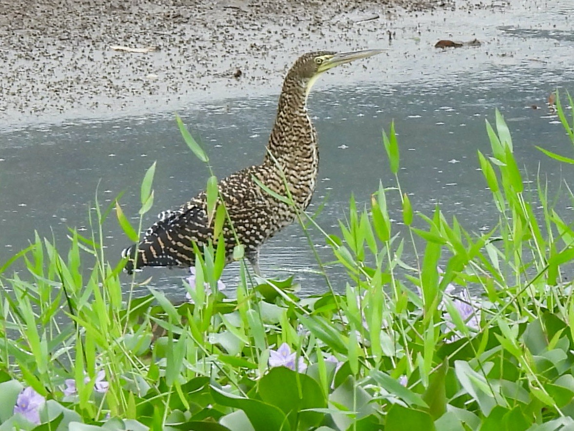 Bare-throated Tiger-Heron - ML645113707