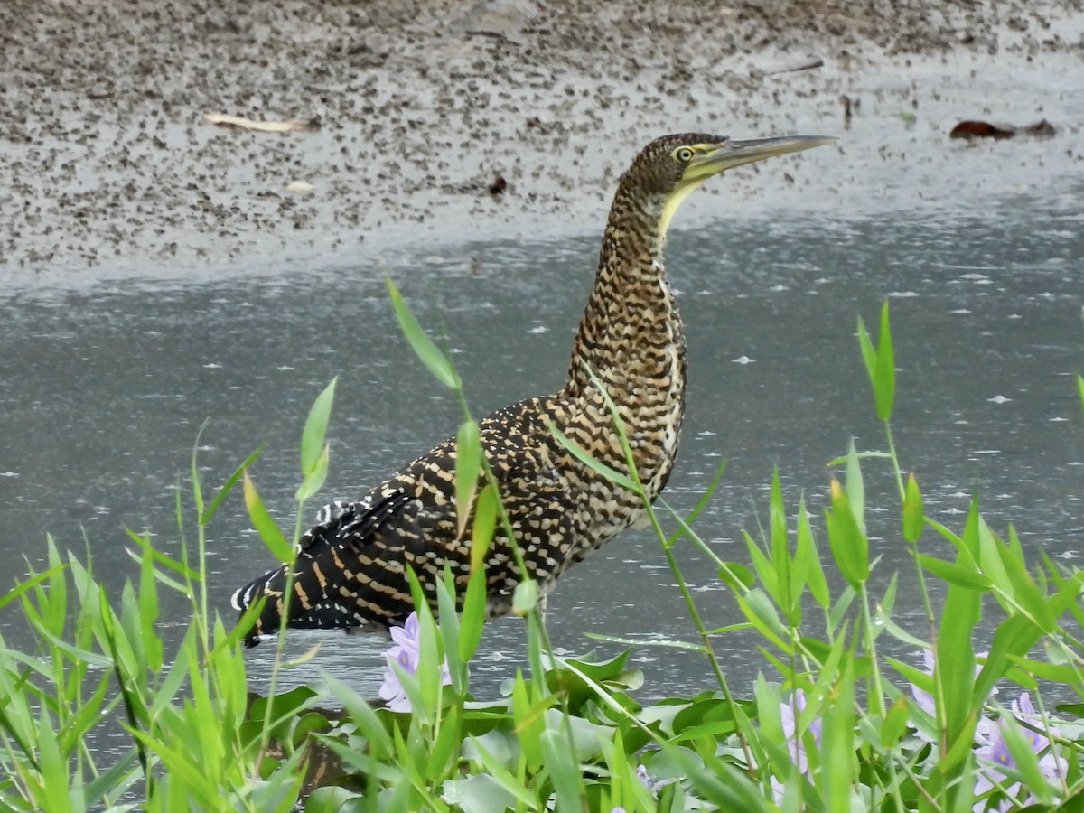 Bare-throated Tiger-Heron - ML645113708
