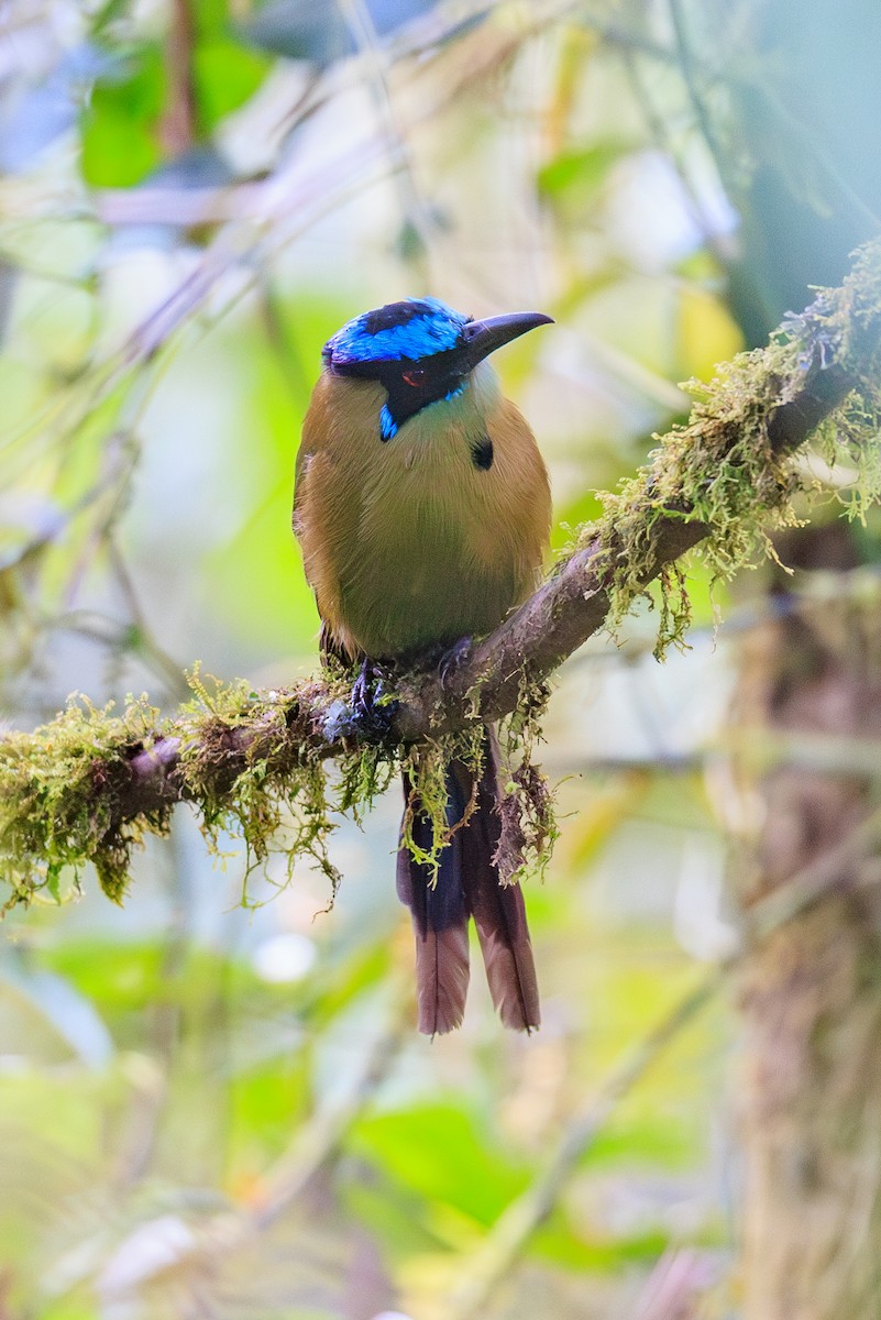 Andean Motmot - ML645113710