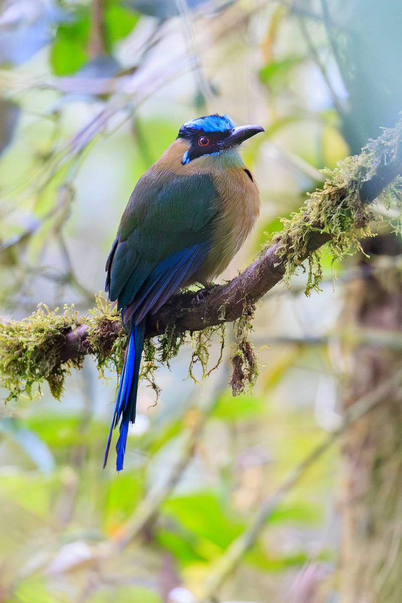 Andean Motmot - ML645113711