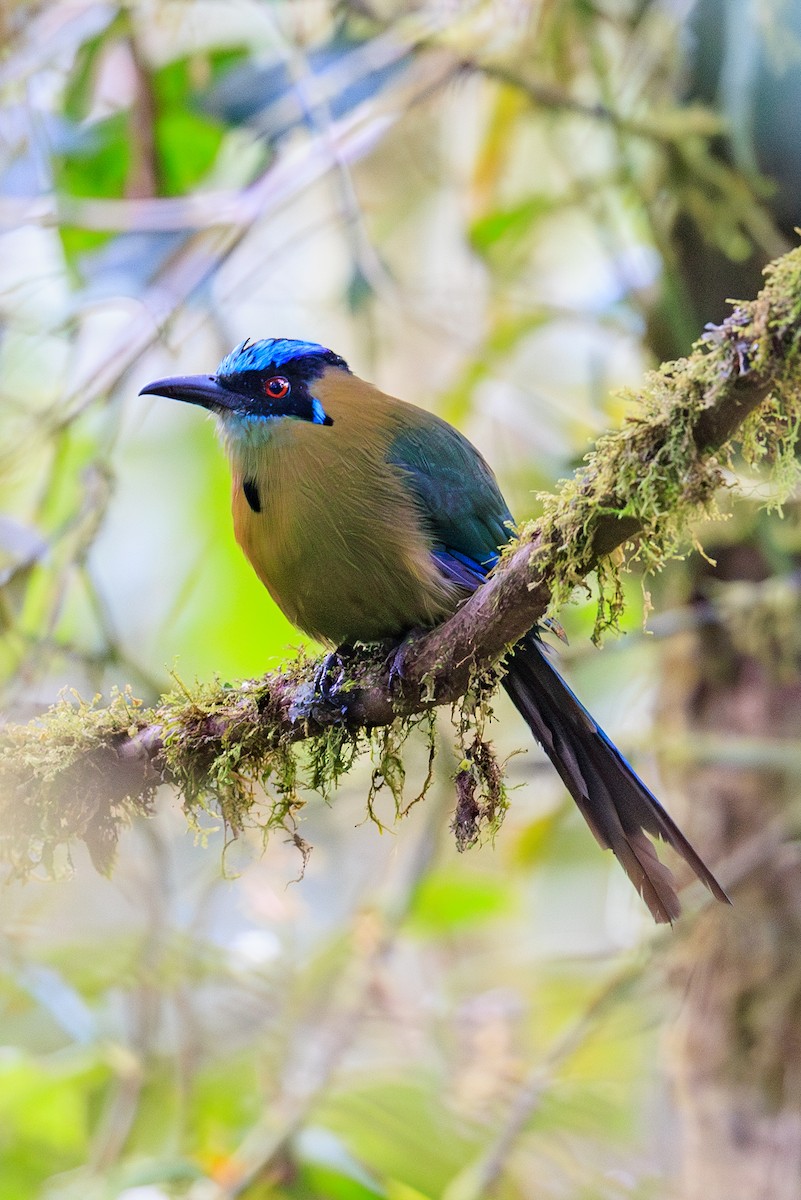 Andean Motmot - ML645113712