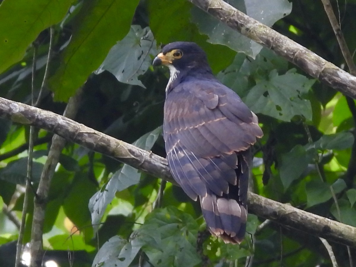 Gray-headed Kite - ML645113716