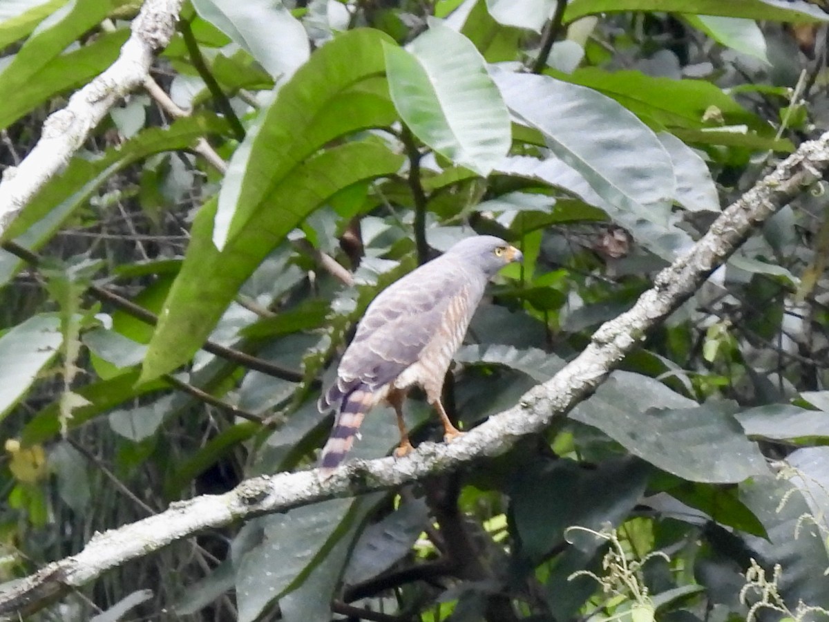 Roadside Hawk - ML645113718